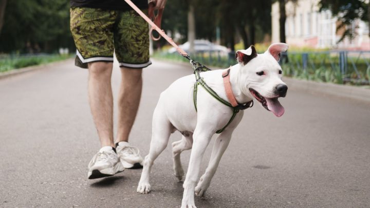 Common Training Mistakes People Make With Reactive Or Anxious Dogs