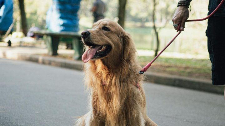 Common Training Mistakes People Make With Reactive Or Anxious Dogs