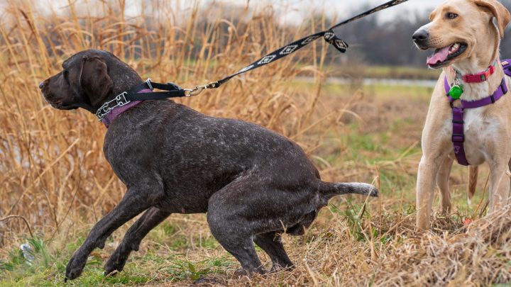 Common Training Mistakes People Make With Reactive Or Anxious Dogs