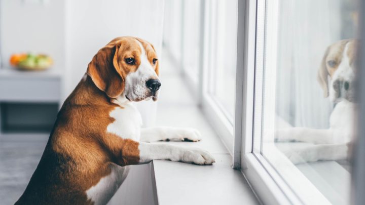 Common Training Mistakes People Make With Reactive Or Anxious Dogs