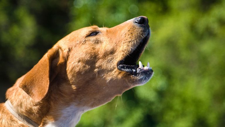 How To Read Your Dog’s Body Language (calming Signals And Stress Cues Explained)