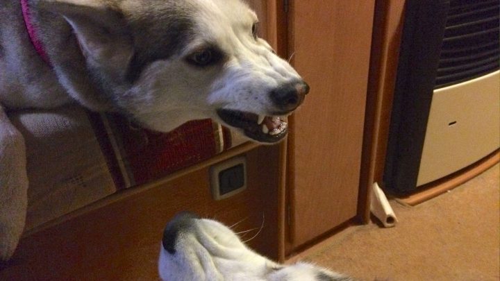How To Read Your Dog’s Body Language (calming Signals And Stress Cues Explained)