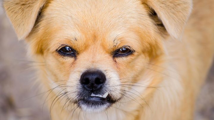 How To Read Your Dog’s Body Language (calming Signals And Stress Cues Explained)