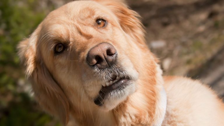 How To Read Your Dog’s Body Language (calming Signals And Stress Cues Explained)