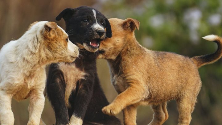 Puppy Socialization Windows (what To Do And When)