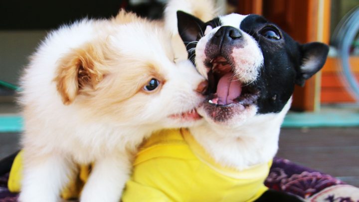 Puppy Socialization Windows (what To Do And When)