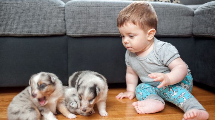 Puppy Socialization Windows (what To Do And When)