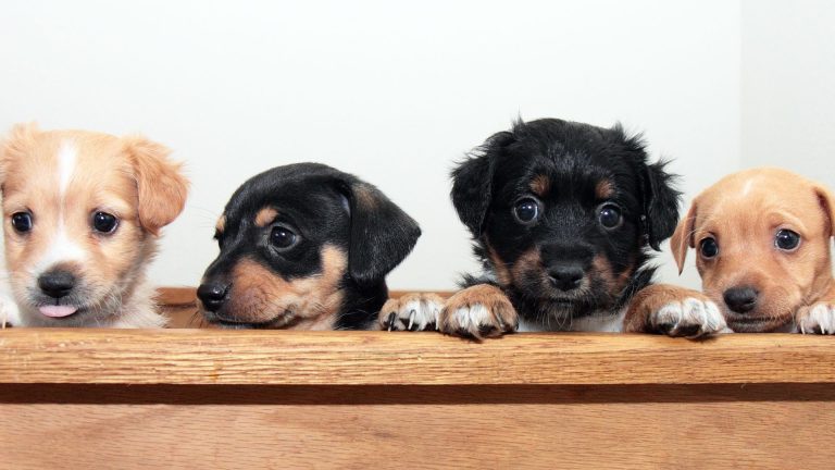 Puppy Socialization Windows (what To Do And When)