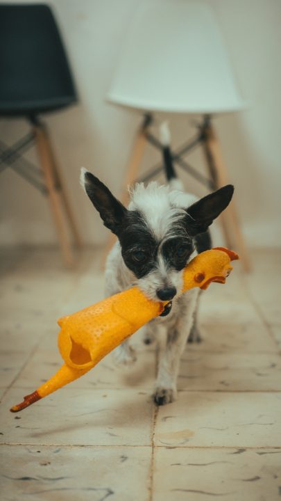 Resource Guarding In Dogs (what It Is And How To Address It)