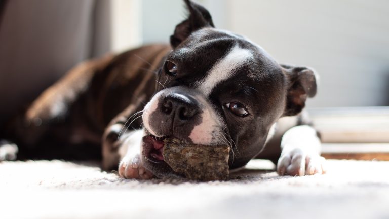 Resource Guarding In Dogs (what It Is And How To Address It)