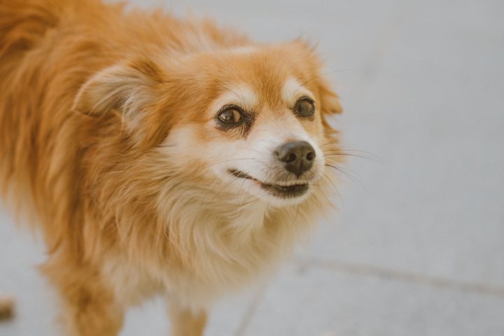 Resource Guarding In Dogs (what It Is And How To Address It)