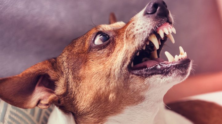 Resource Guarding In Dogs (what It Is And How To Address It)