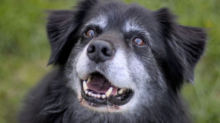 Senior Dog Care Checklist