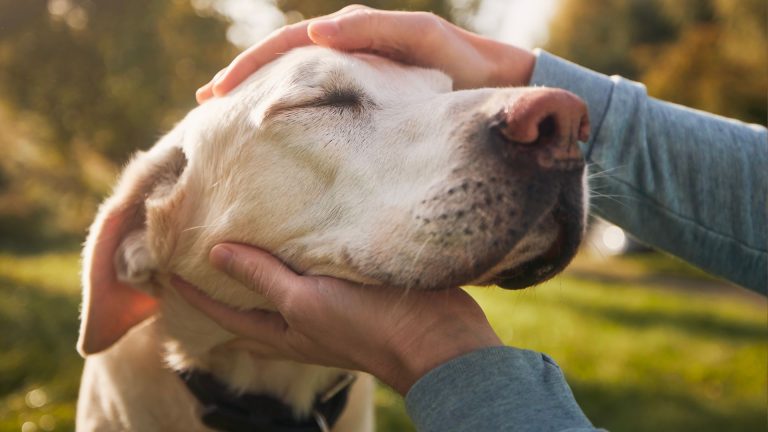 Senior Dog Care Checklist