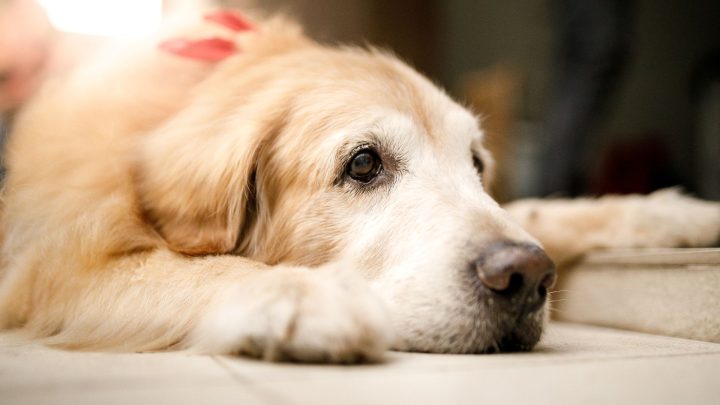 Senior Dog Care Checklist