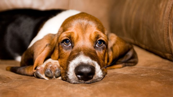 Best Dog Breeds For Apartment Living In 2026