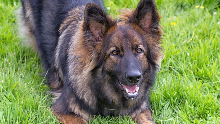 How To Read Your Dog’s Body Language (calming Signals And Stress Cues Explained)