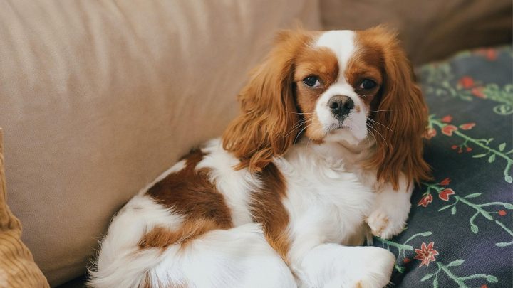 Best Dog Breeds For Apartment Living In 2026