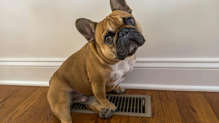 Best Dog Breeds For Apartment Living In 2026