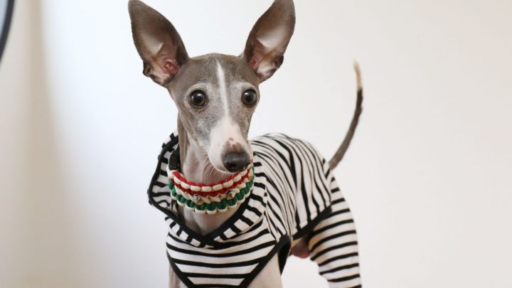 Best Dog Breeds For Apartment Living In 2026