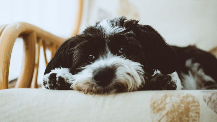 Best Dog Breeds For Apartment Living In 2026