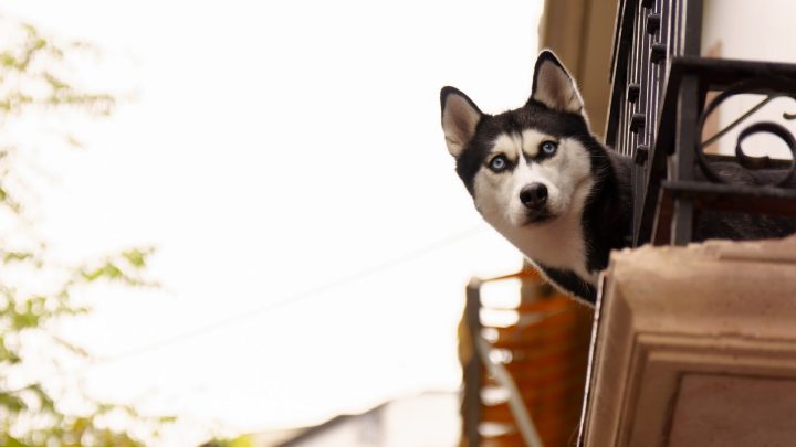 Best Dog Breeds For Apartment Living In 2026