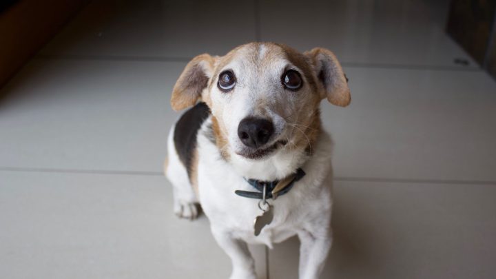 Senior Dog Care Checklist
