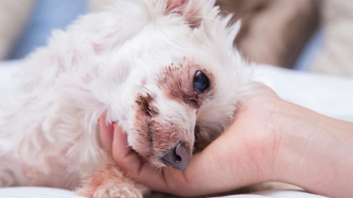 Senior Dog Care Checklist