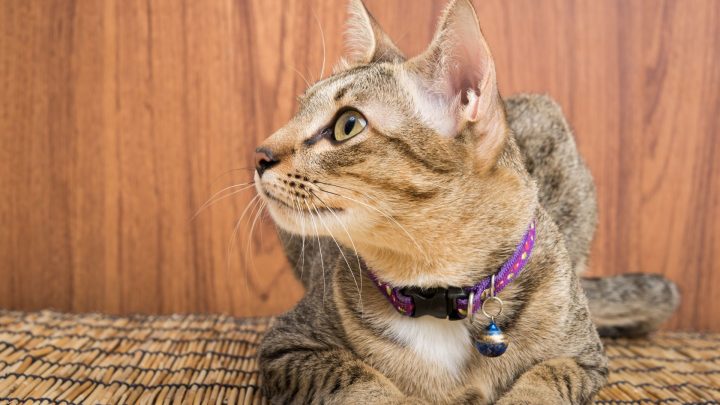 Best Cat Breeds For First Time Owners
