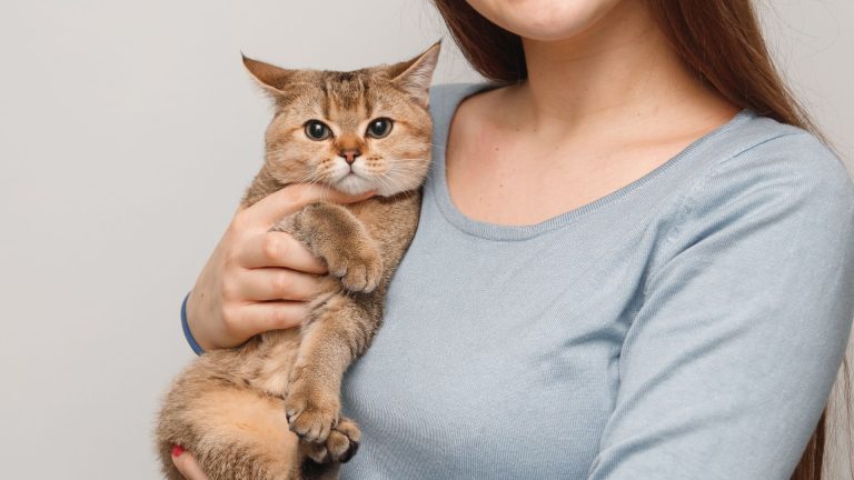 Best Cat Breeds For First Time Owners