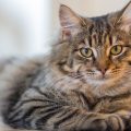 Can Cats Recognize Their Names?
