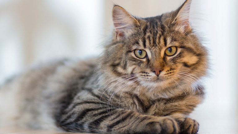 Can Cats Recognize Their Names?
