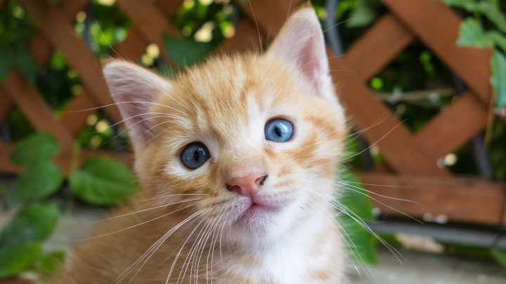 Can Cats Recognize Their Names?