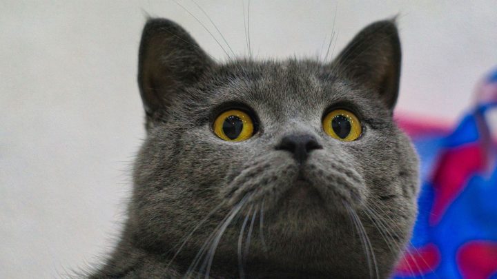 Can Cats Recognize Their Names?