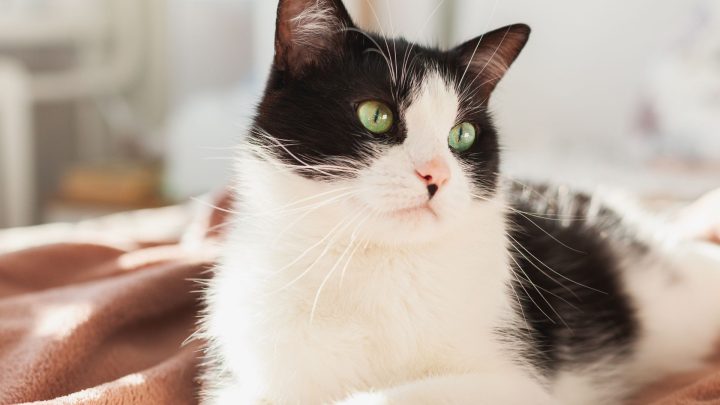 Can Cats Recognize Their Names?