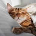 Do Cats Dream? A Vet Backed Look At Feline Sleep