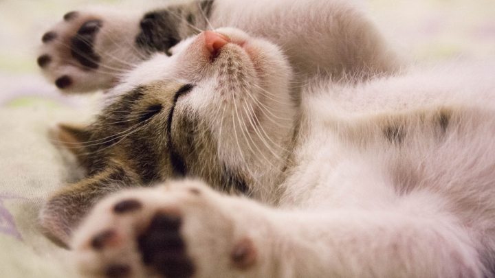 Do Cats Dream? A Vet Backed Look At Feline Sleep