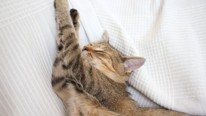 Do Cats Dream? A Vet Backed Look At Feline Sleep