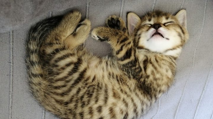 Do Cats Dream? A Vet Backed Look At Feline Sleep