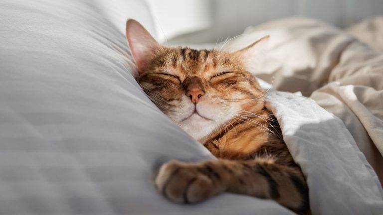 Do Cats Dream? A Vet Backed Look At Feline Sleep
