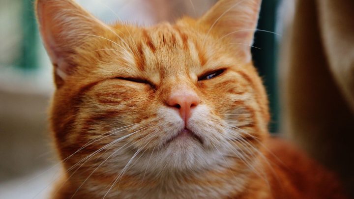 Why Does My Orange Cat Act Crazy? (reasons Behind The Chaos)