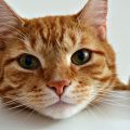 Why Does My Orange Cat Act Crazy? (reasons Behind The Chaos)