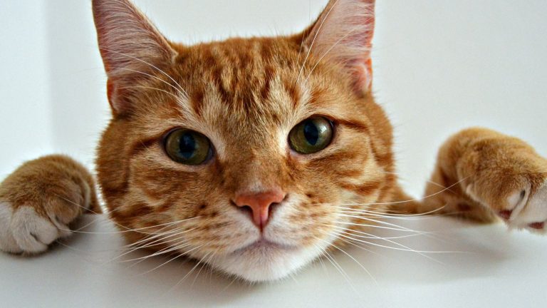 Why Does My Orange Cat Act Crazy? (reasons Behind The Chaos)