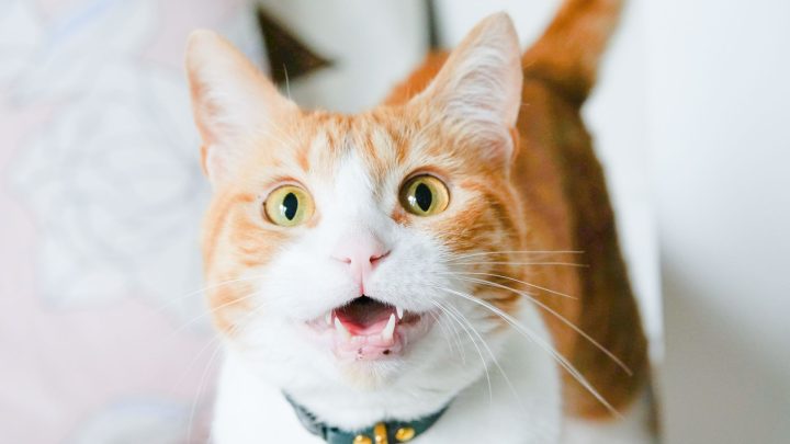 Why Does My Orange Cat Act Crazy? (reasons Behind The Chaos)