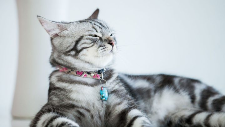 Best Cat Breeds For First Time Owners