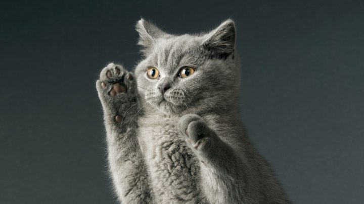 Best Cat Breeds For First Time Owners