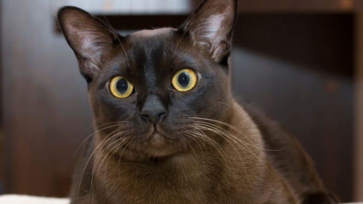 Best Cat Breeds For First Time Owners