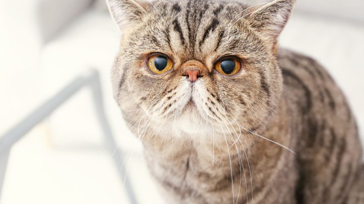 Best Cat Breeds For First Time Owners