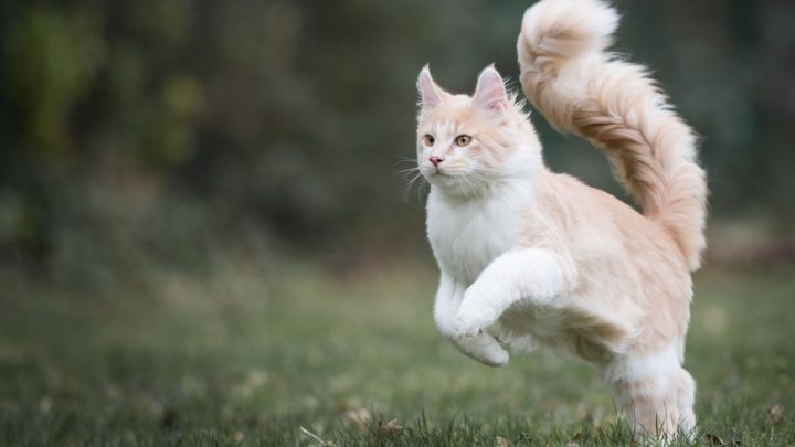 Best Cat Breeds For First Time Owners