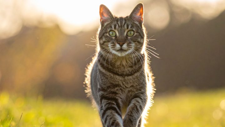 Best Cat Breeds For First Time Owners